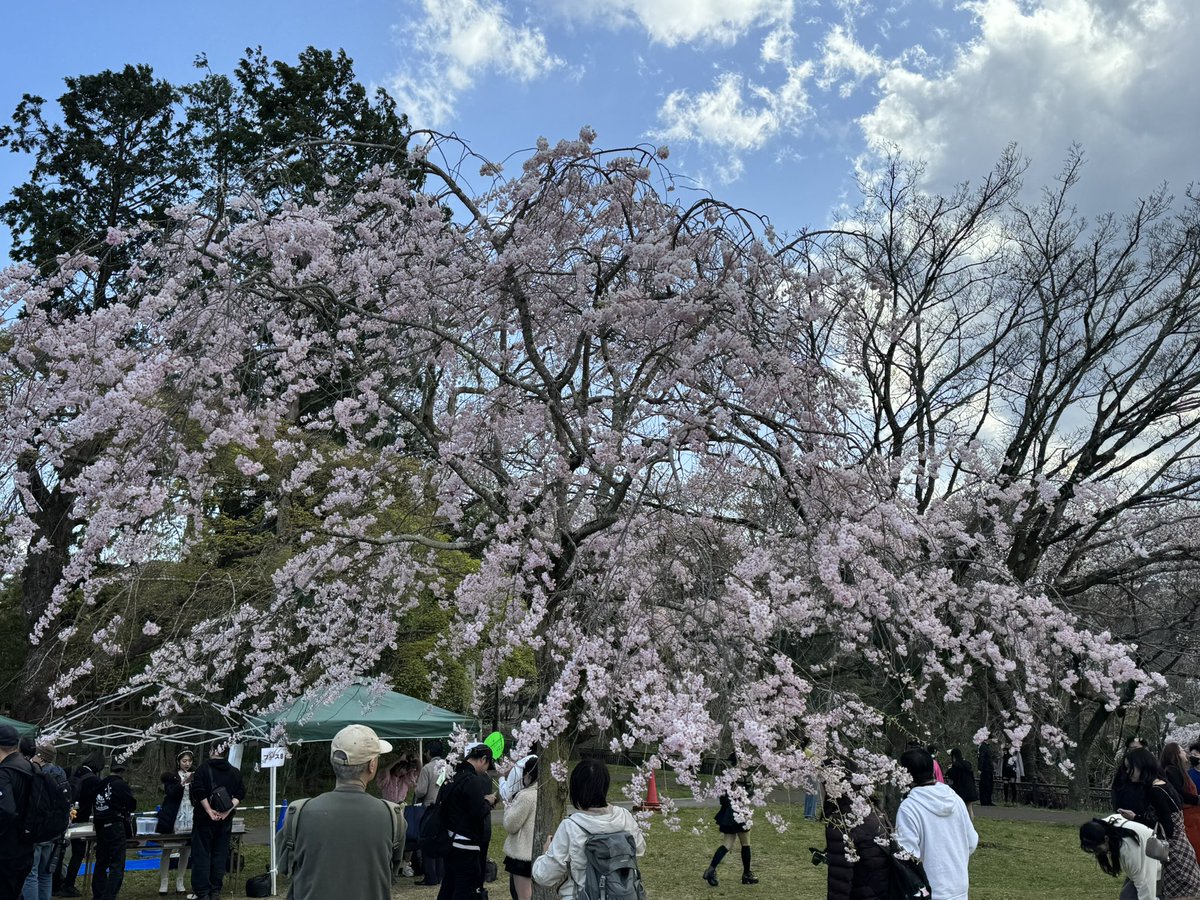 T@ニコバー仙台国分町Mixコンカフェ tweet media