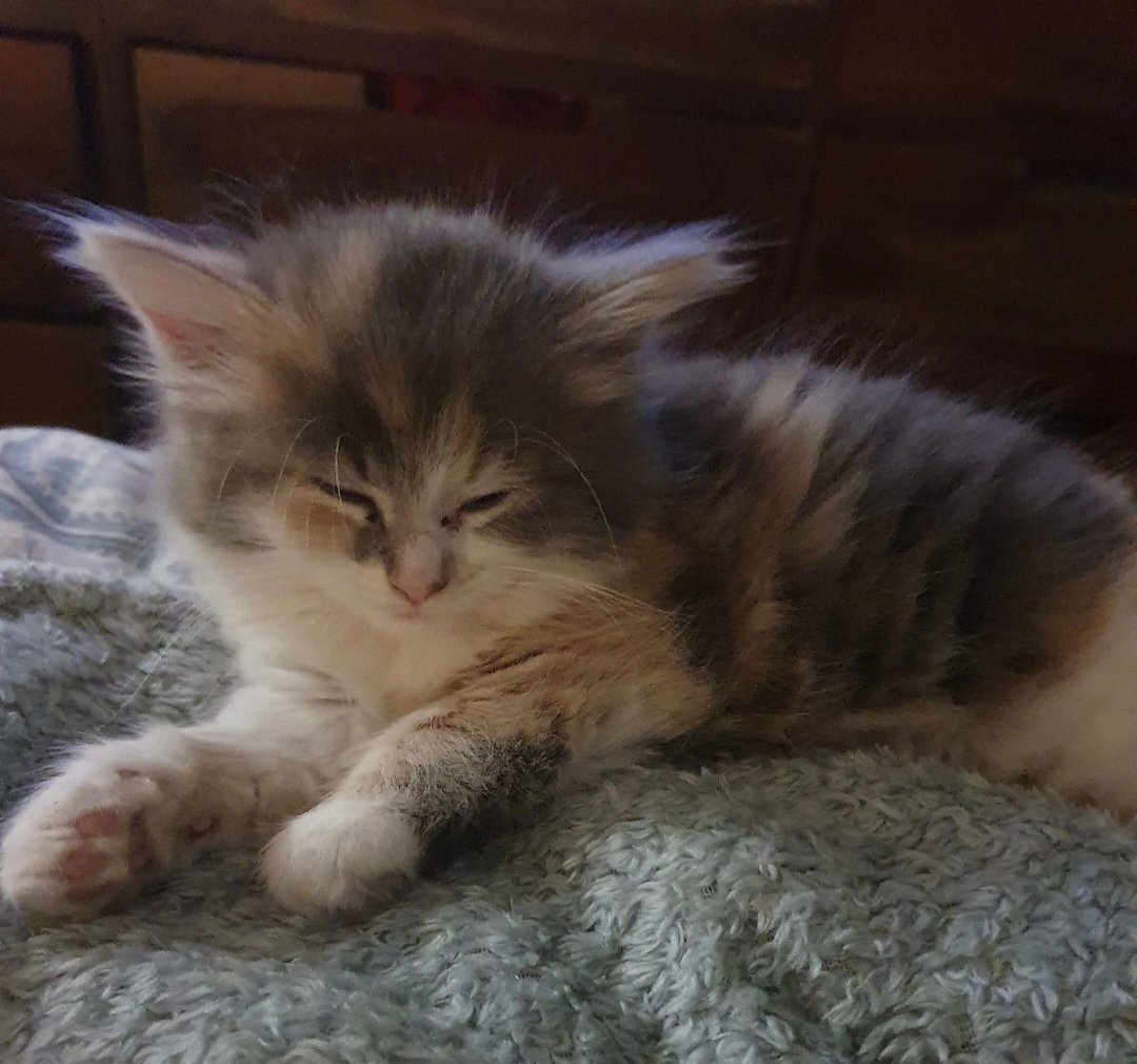 Fi 🌱🌼🌱 tweet media