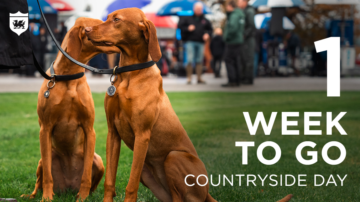 bangorraces tweet media