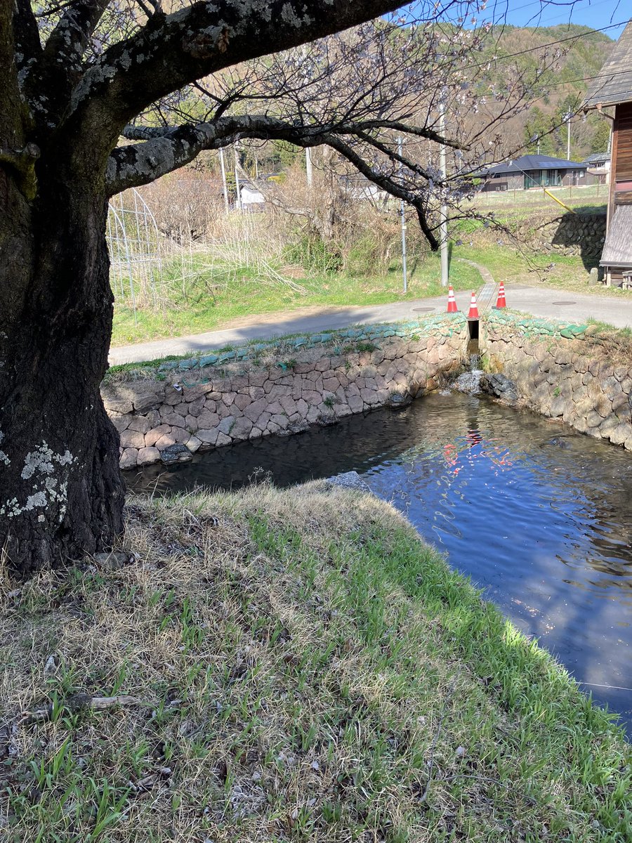 不定形生物 tweet media