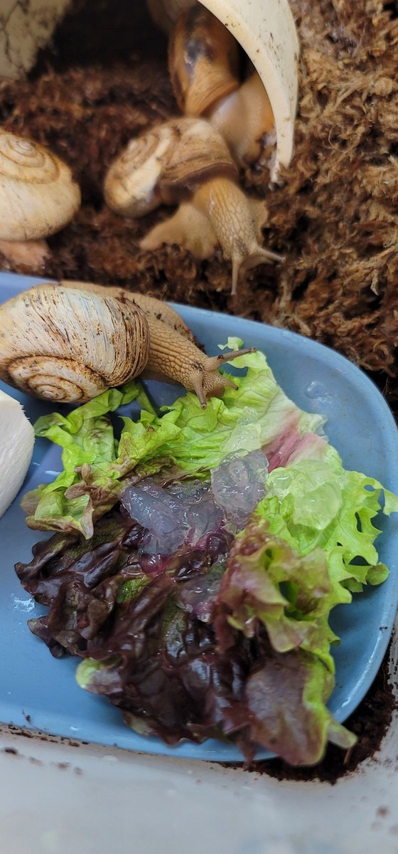 소닉스크류바2 tweet media