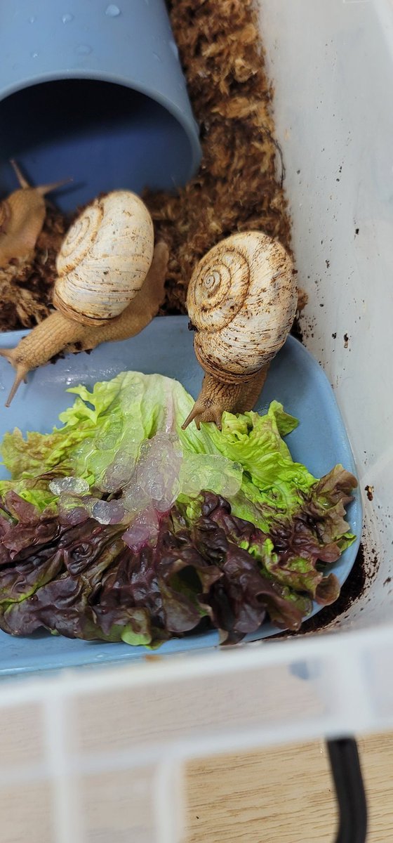 소닉스크류바2 tweet media