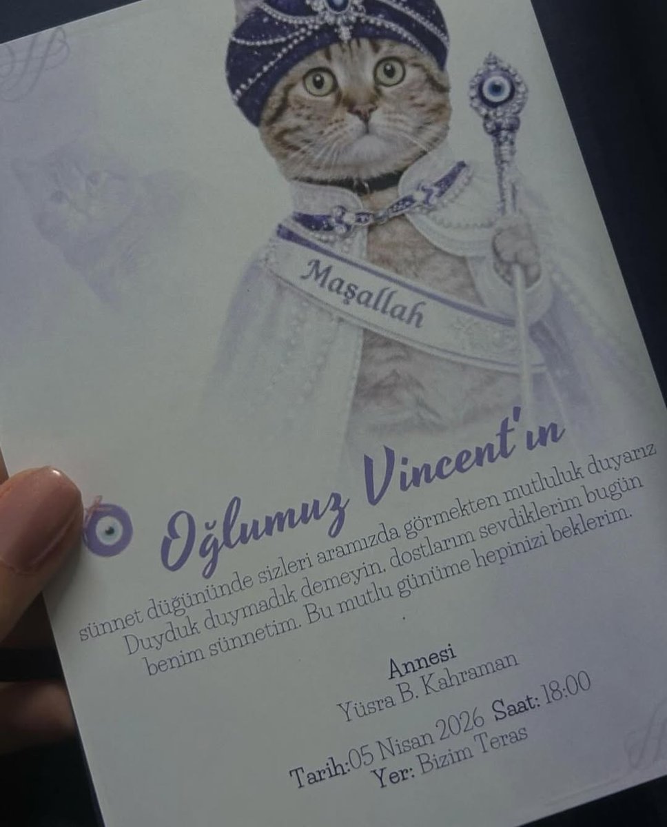 Dailymeow tweet media