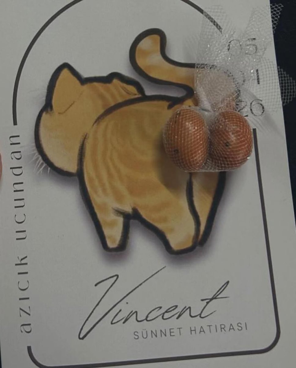 Dailymeow tweet media