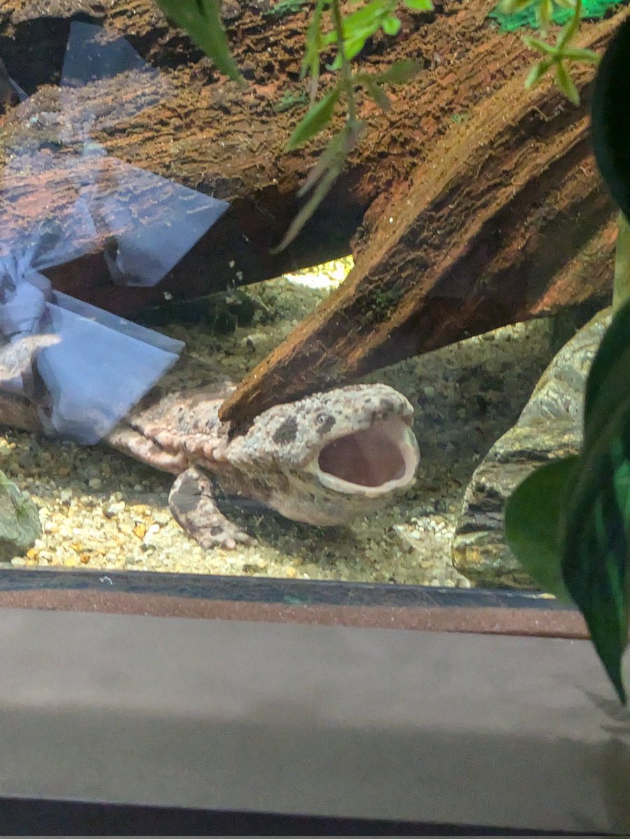 はつね tweet media