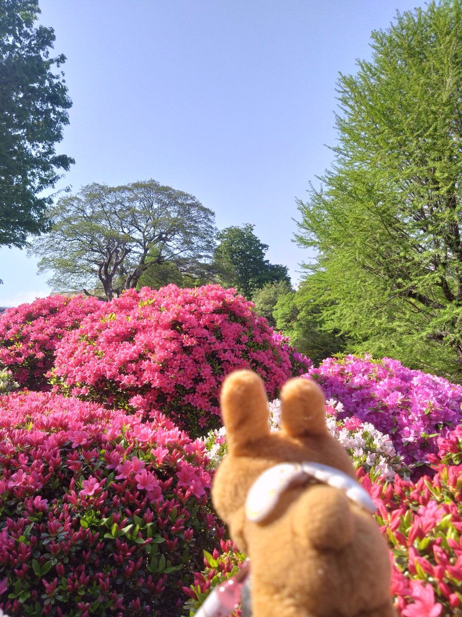 音翠玉 tweet media