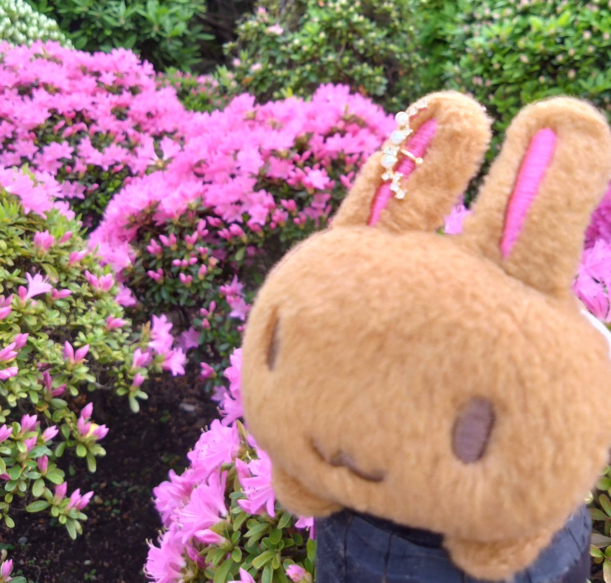 音翠玉 tweet media