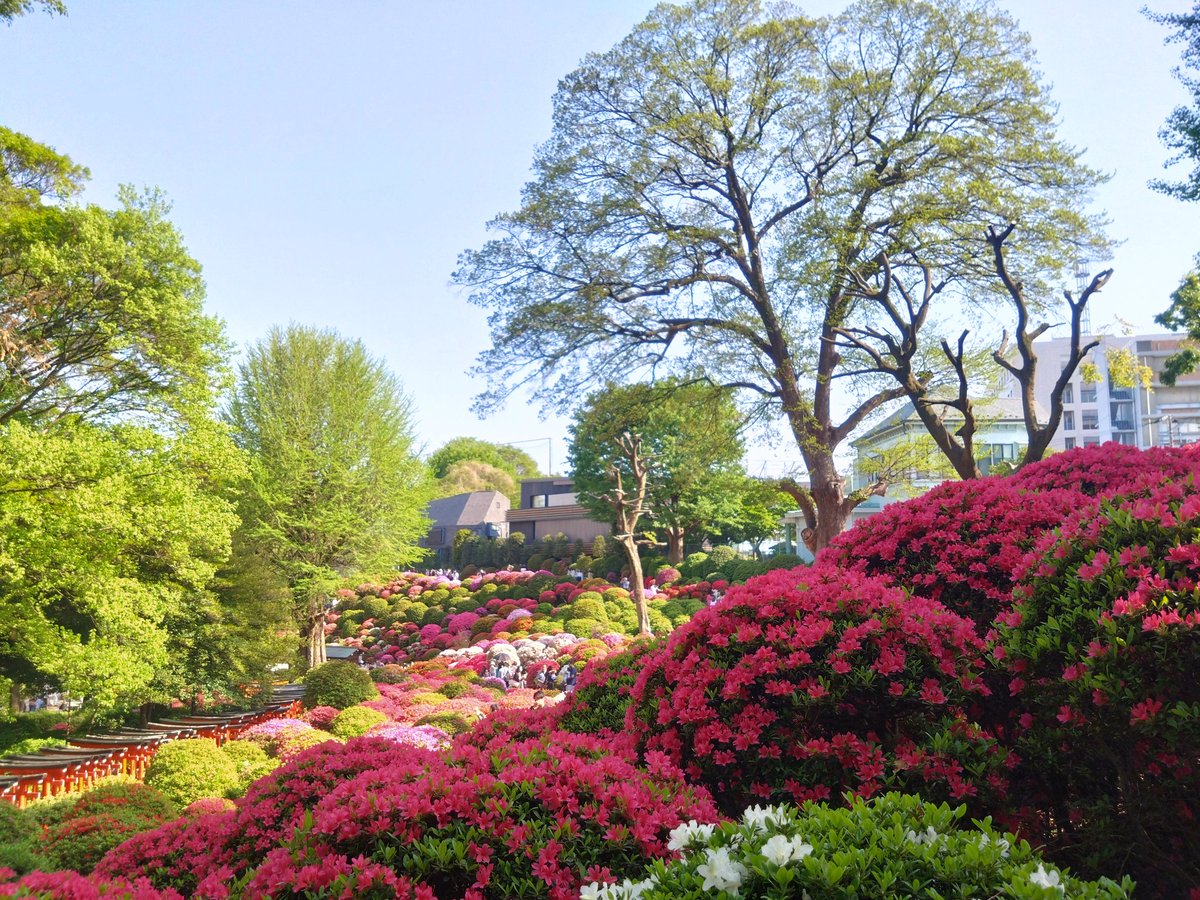 音翠玉 tweet media