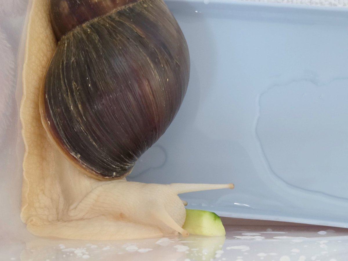 테풀잎 tweet media