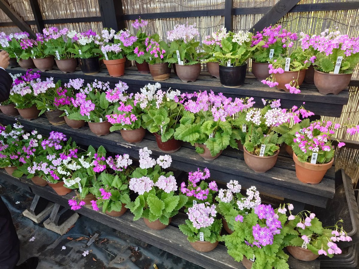 よりしげ秀一 tweet media