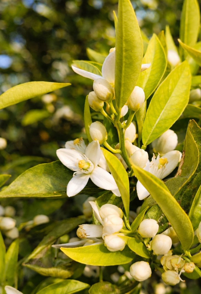 Lady Writer🎶 tweet media