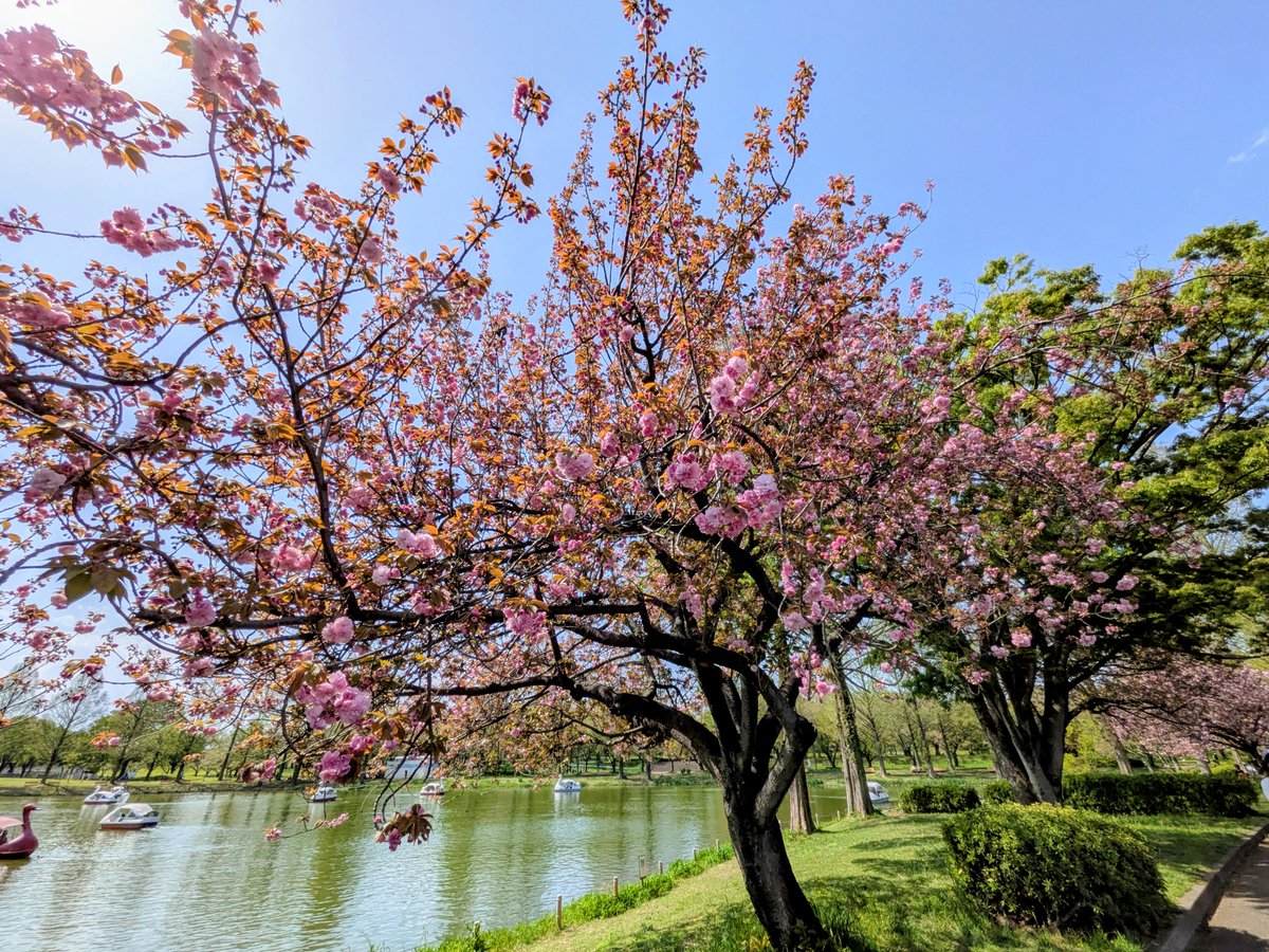 【公式】ホットスタッフ川越パーク（川越水上公園） tweet media