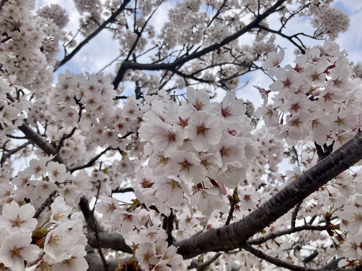 neiger_akita's tweet photo. シャグラサダ・カゼツェ

（桜が咲いた、風が強い） https://t.co/xvVpE6EjgQ