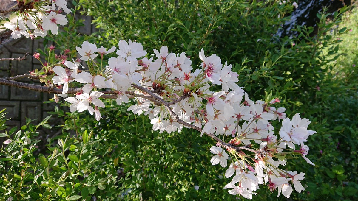 frie_nd's tweet photo. 今日の桜、葉桜。＃桜　＃葉桜 https://t.co/Pj0OgQv059