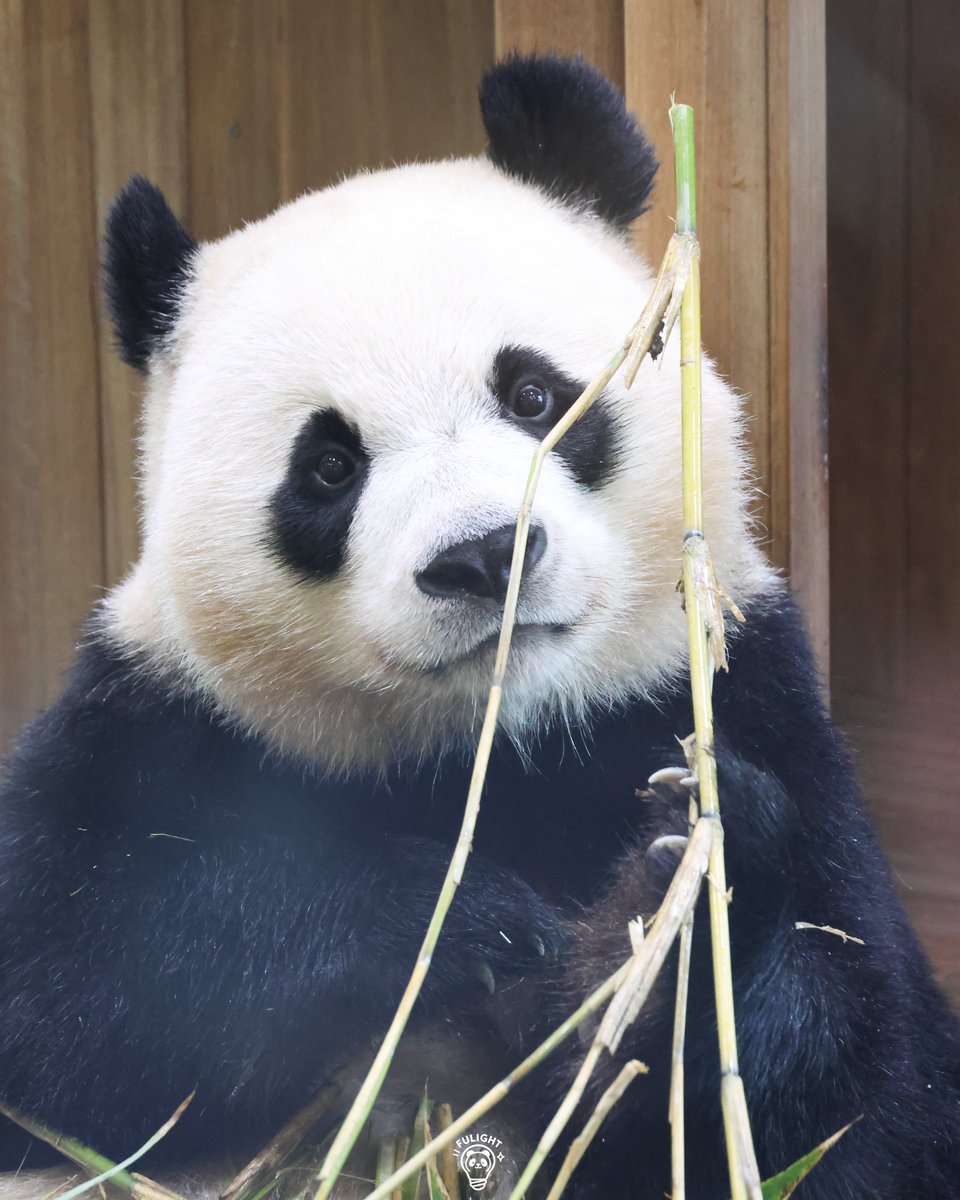 FULIGHT.BAO tweet media