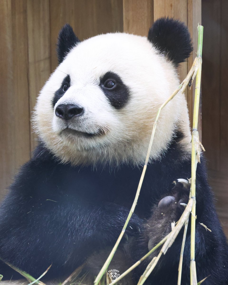 FULIGHT.BAO tweet media