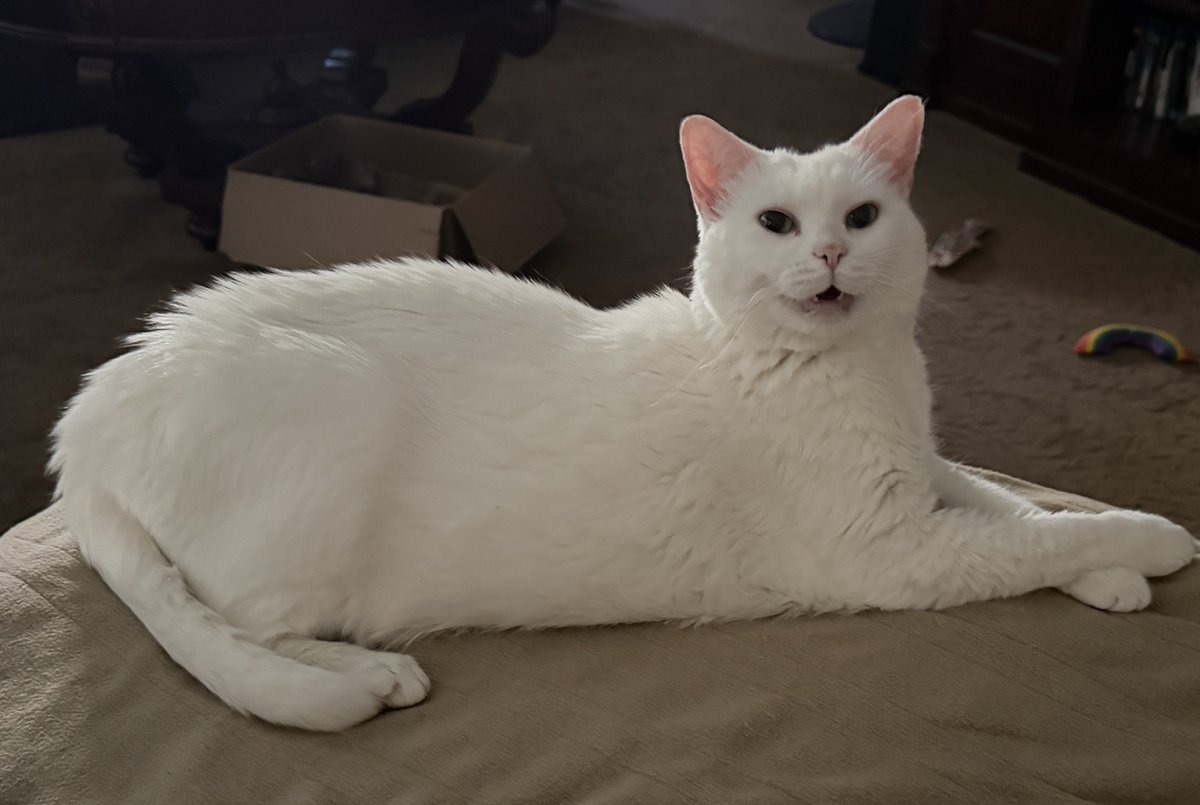 shepzkc's tweet photo. #cats #catsof. #xcats #catsonx #caturday #pga #themasters 🎙️oh happy day 🎶🎵 ~ it’s gonna be beautiful 🌞 83! We’ll get to stroll & momma can watch golf ⛳️ - Ahhhhh https://t.co/Ooy4rfZOY7