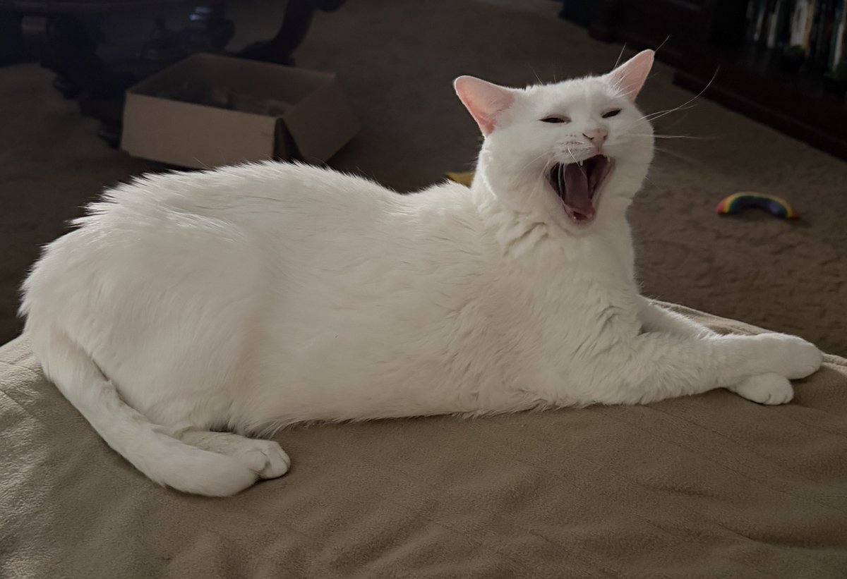 shepzkc's tweet photo. #cats #catsof. #xcats #catsonx #caturday #pga #themasters 🎙️oh happy day 🎶🎵 ~ it’s gonna be beautiful 🌞 83! We’ll get to stroll & momma can watch golf ⛳️ - Ahhhhh https://t.co/Ooy4rfZOY7