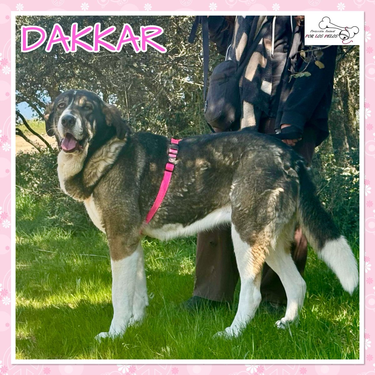 𝐏𝐎𝐑 𝐋𝐎𝐒 𝐏𝐄𝐋𝐎𝐒 tweet media