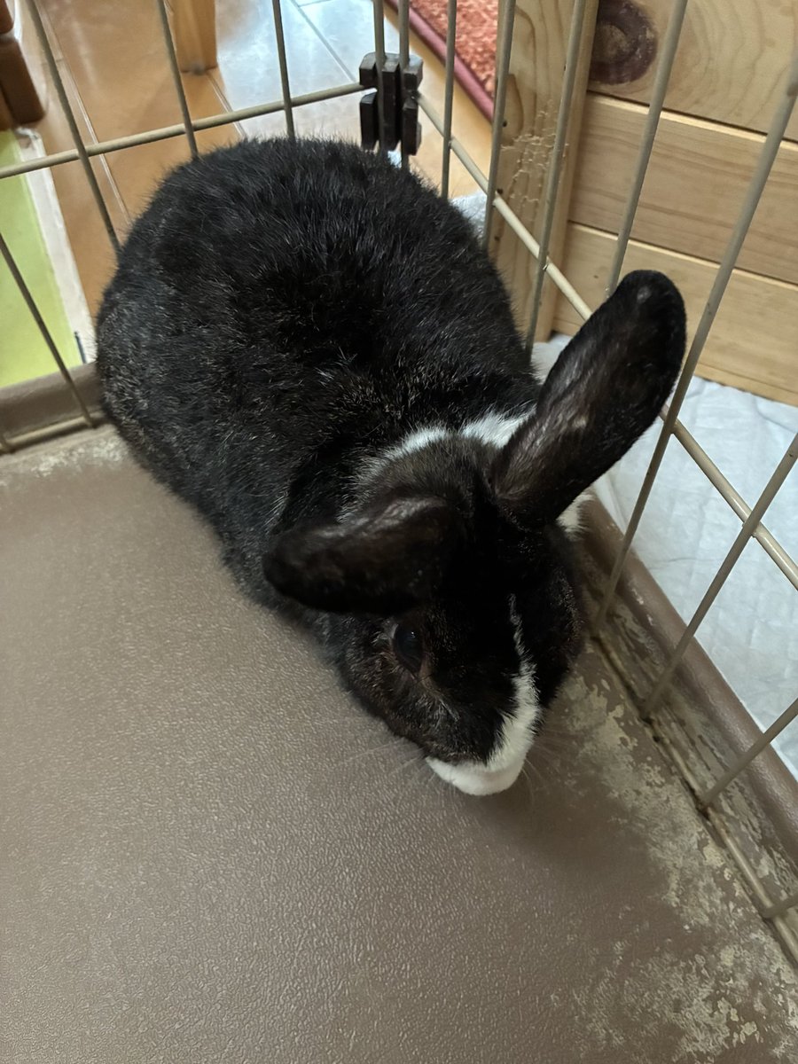 マイケルランダム tweet media