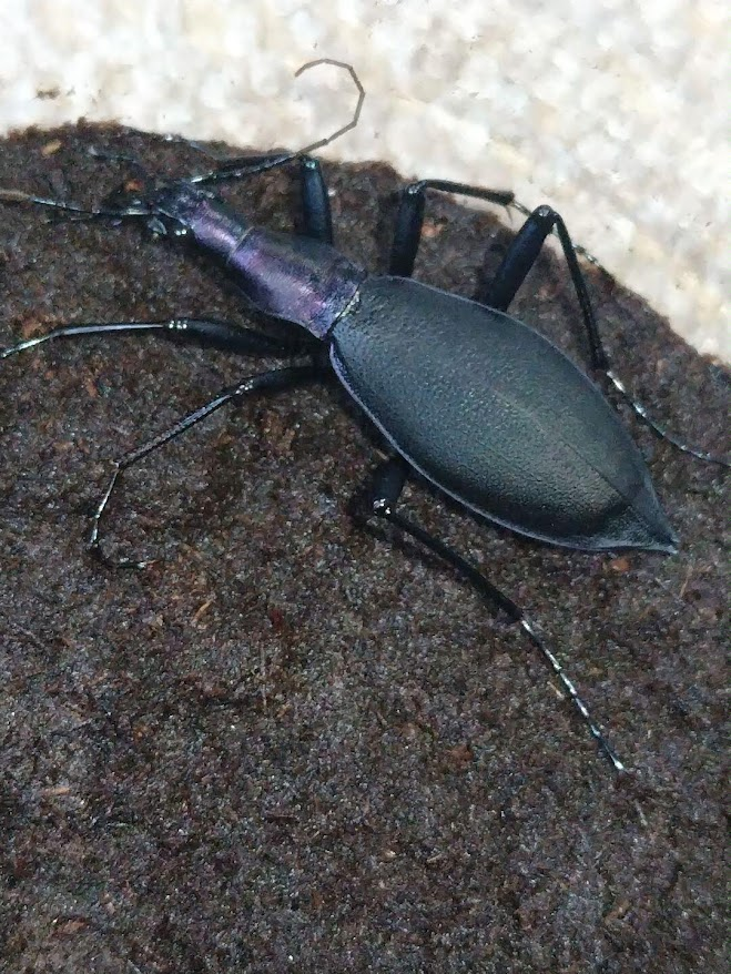 ～洛東雑記～ 虫・二次元・艦船プラモ（いいねしてない） tweet media