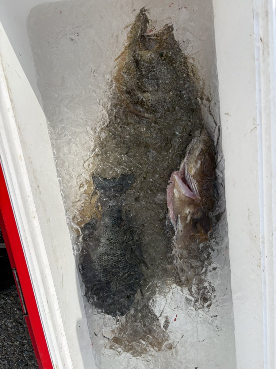 RYOくん @ヒラメどこ？ tweet media