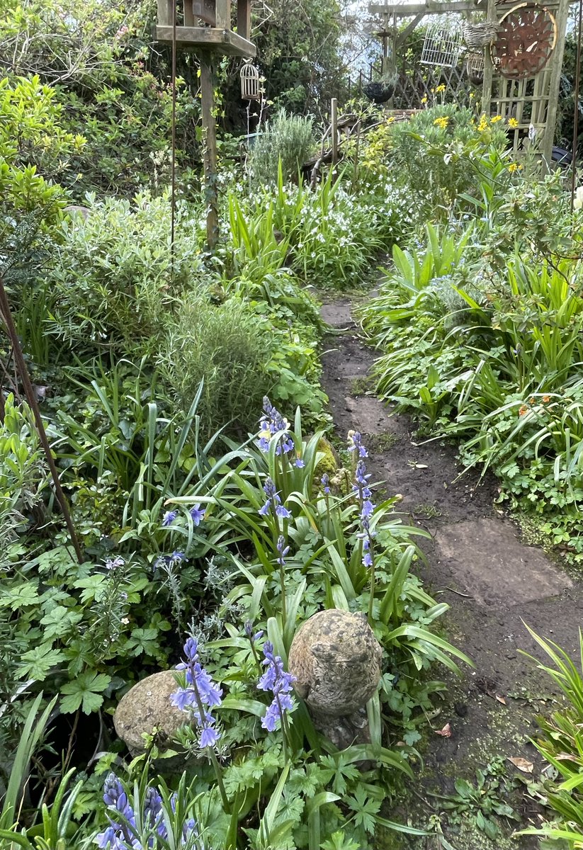 helen21206699's tweet image. Good morning from early morning #sunshine in my little #cottage #garden