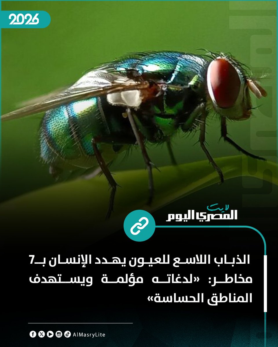 المصري اليوم لايت tweet media