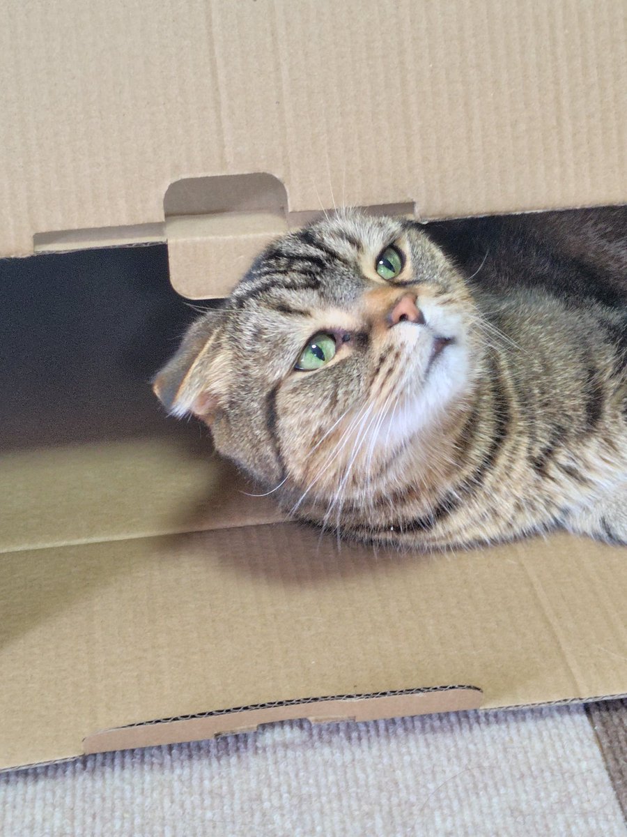 🐉nakahiro⛩ tweet media