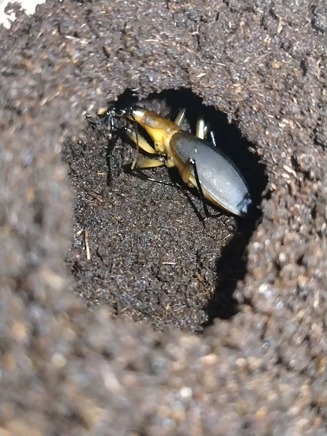 ～洛東雑記～ 虫・二次元・艦船プラモ（いいねしてない） tweet media