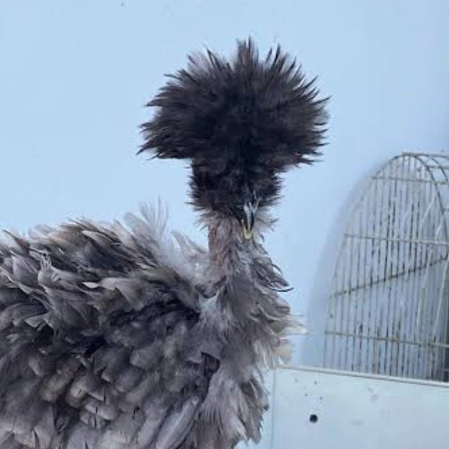 chattida_bassa's tweet image. สเตปเมะตึกอโศกสินะ 
“หล่อ เท่ห์ อันตราย เมาะมาแล้วเคะ เมะมาแล้วคร๊าบบ”

#fforce
#junior