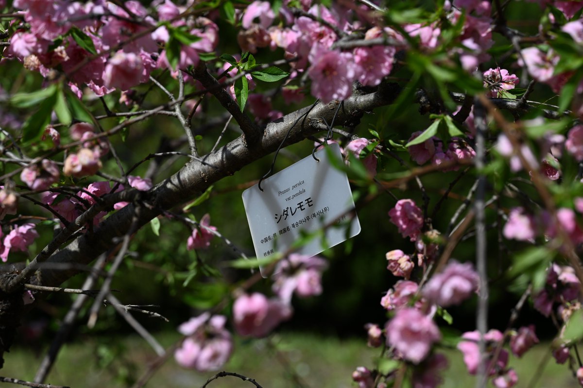 kensukevr6 tweet media