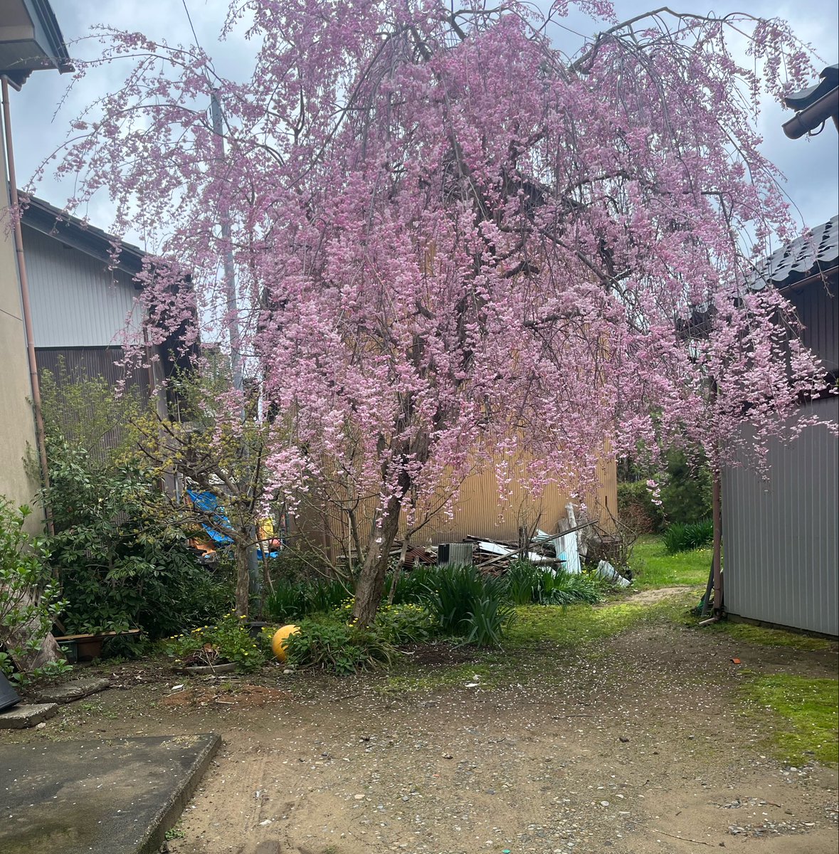 conat_a's tweet photo. 歩くだけで腰痛い汗
おじさんは早退
庭の桜がいい感じに咲いとりました https://t.co/qhoZVf84vV