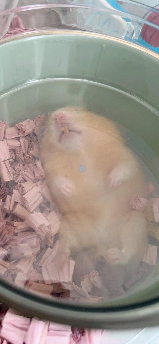 吉田 零唯👓🥃🐺/Atrocious Wolf Hybrid Vstreamer tweet media