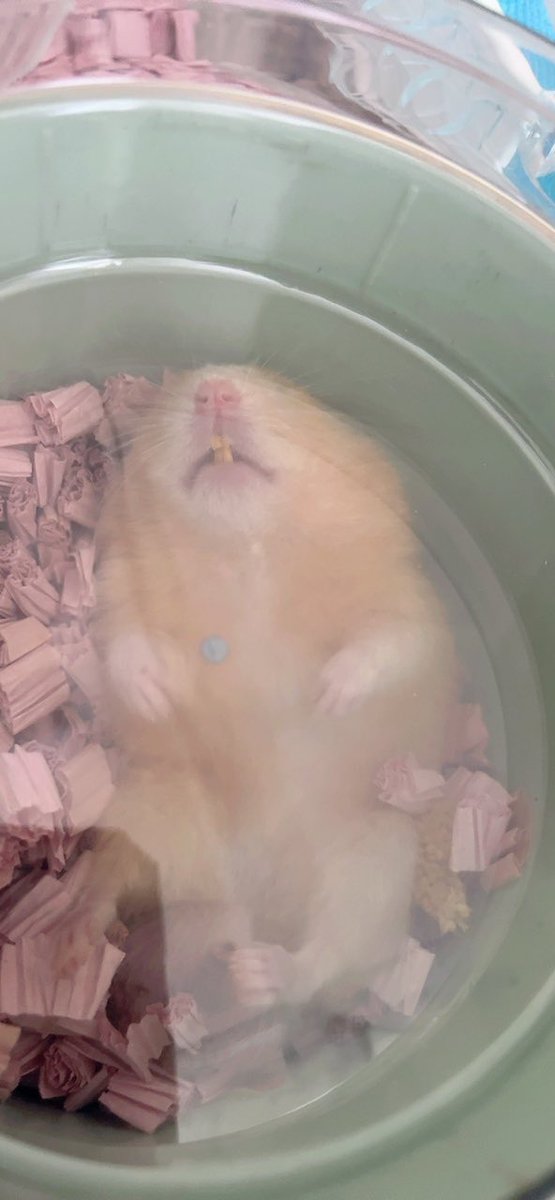 吉田 零唯👓🥃🐺/Atrocious Wolf Hybrid Vstreamer tweet media