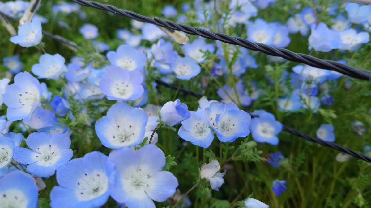 わたりん@のいん tweet media