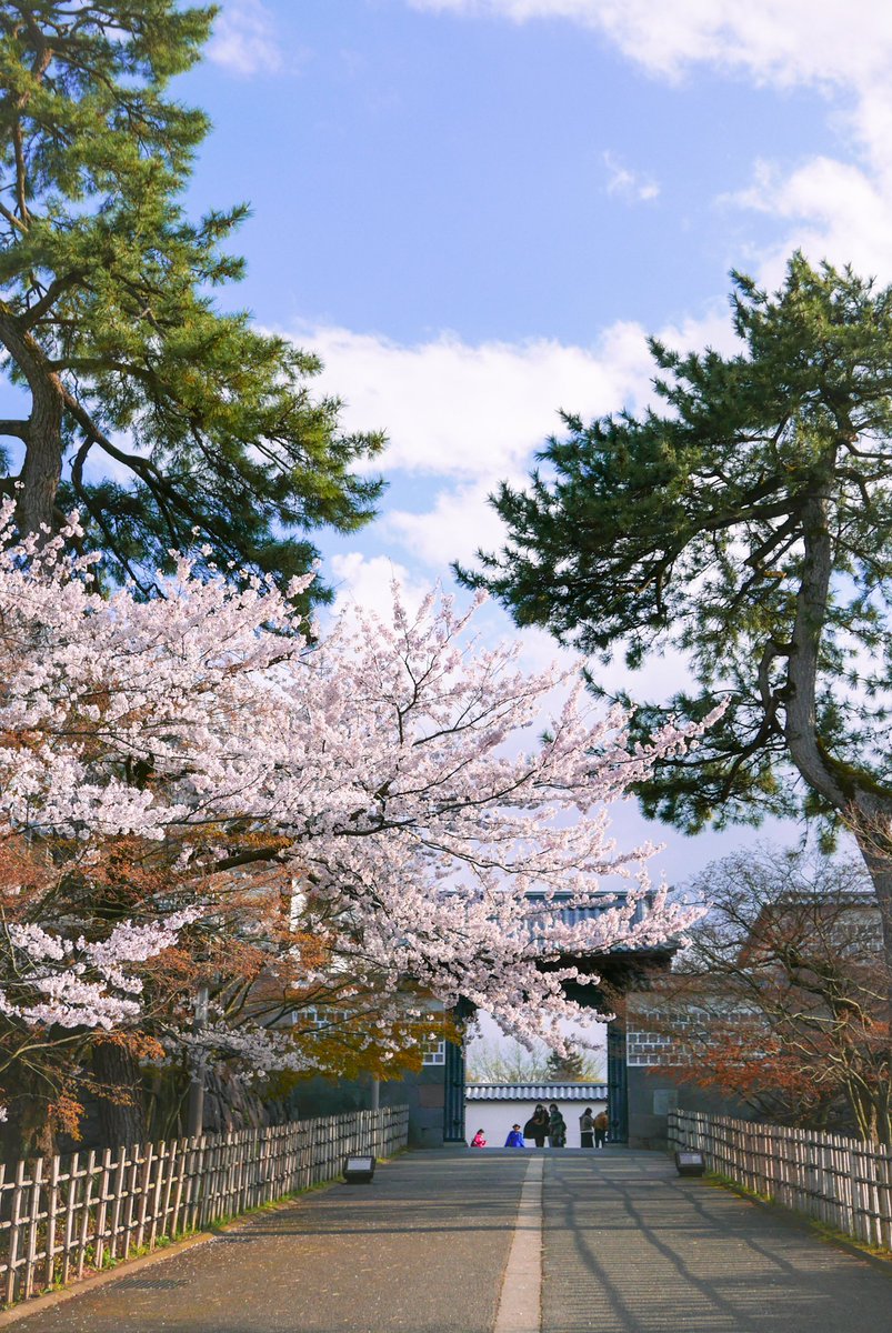 柴犬～日向～ tweet media