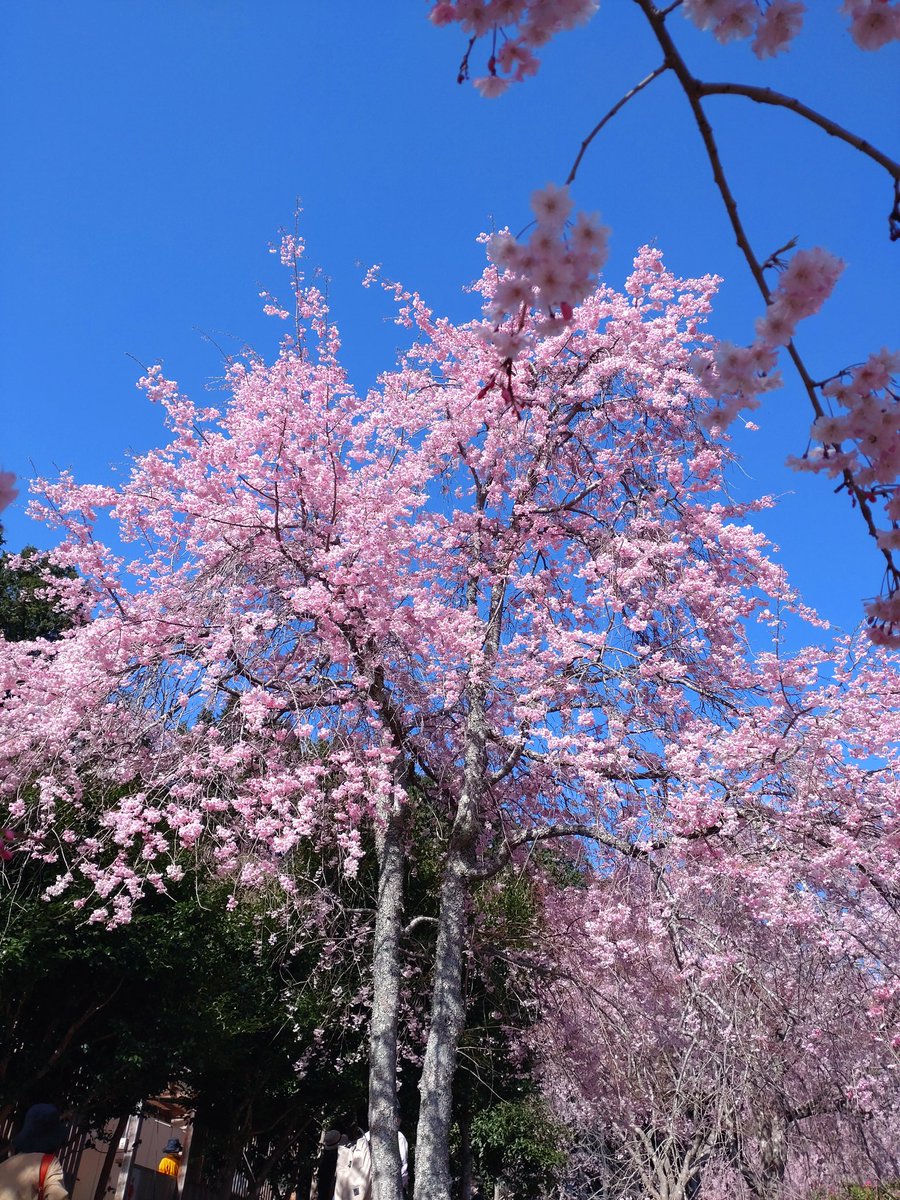 咲いて雅　散りても雅