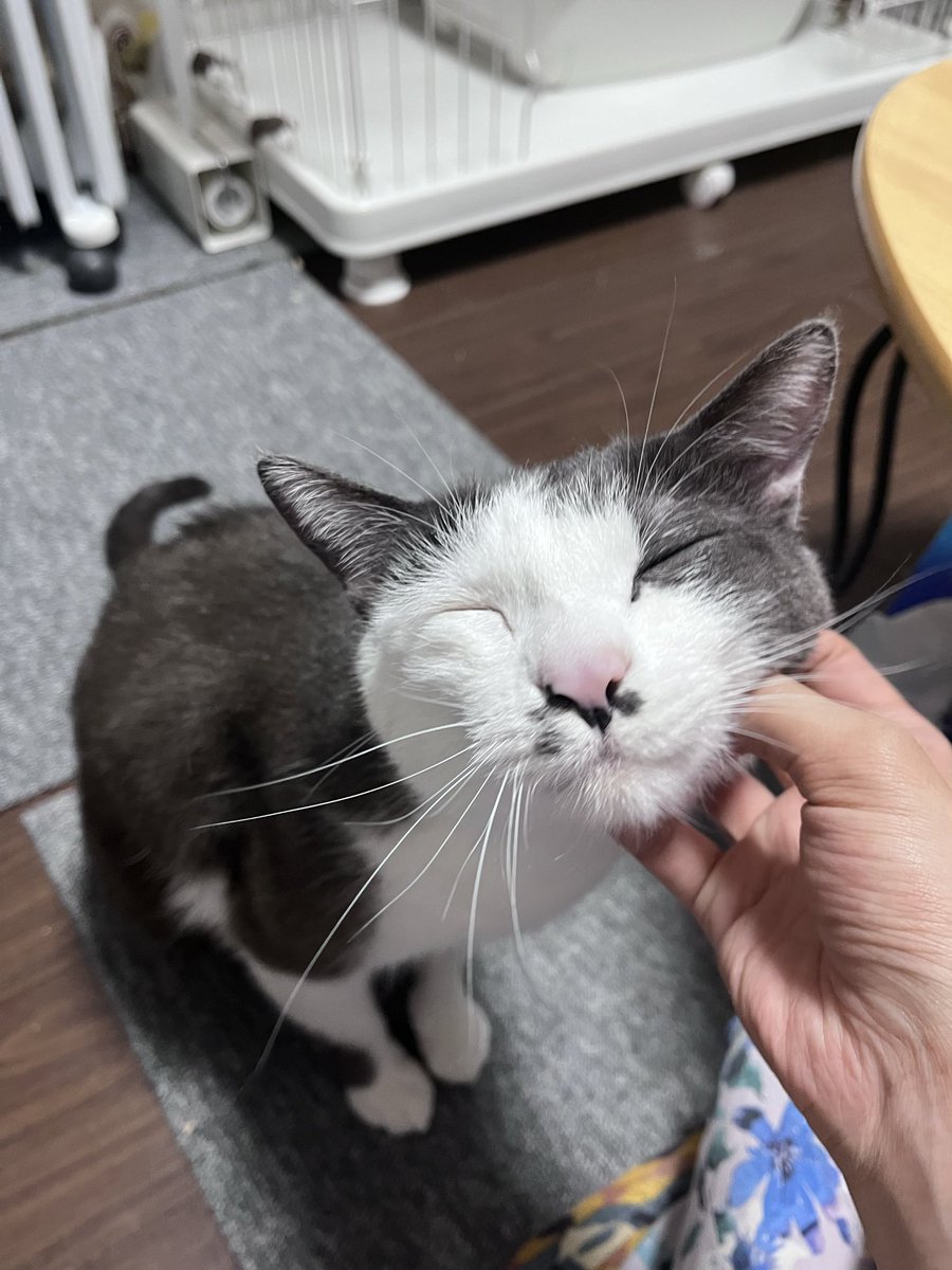 8neko88's tweet photo. あ〜〜もっと撫でてぇ〜〜ん https://t.co/iCrWrOvx6T