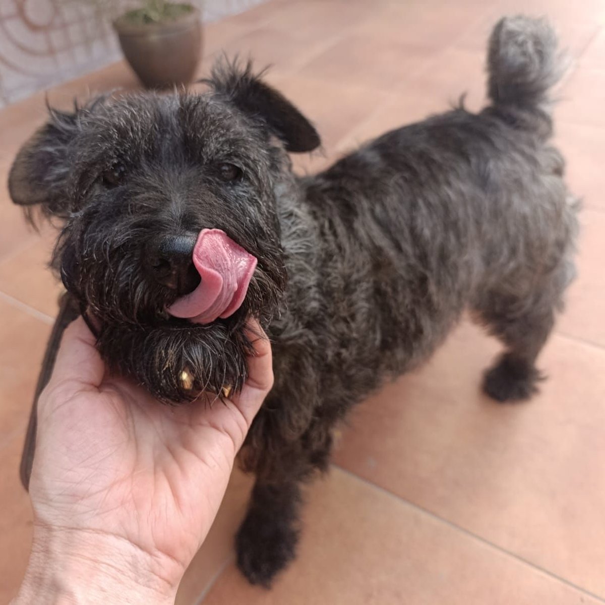 SOS Abuelos tweet media