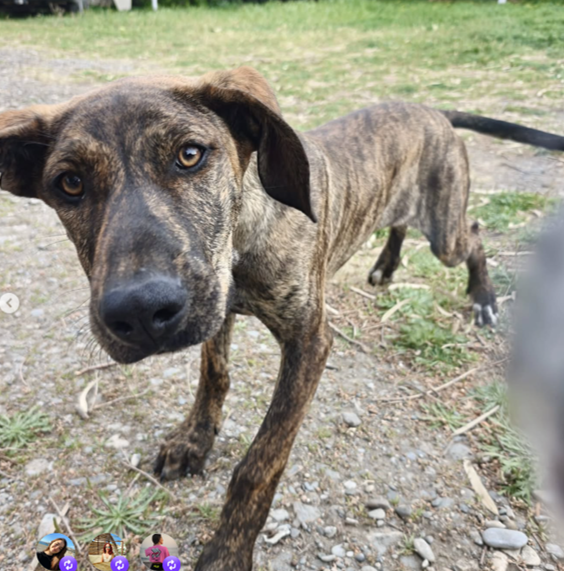 amikoprotectora tweet media