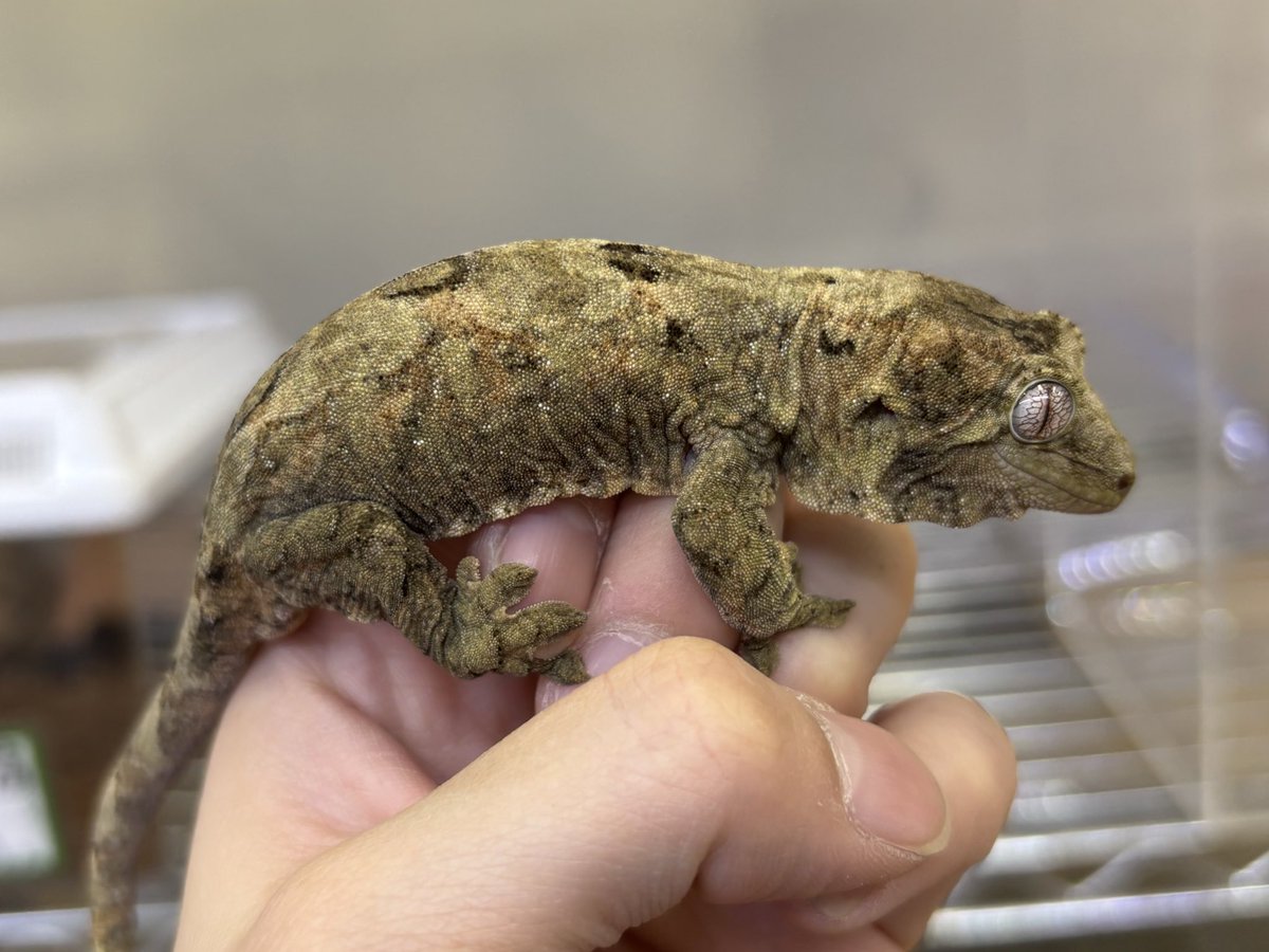 ペポニ@リミックスインター店 tweet media