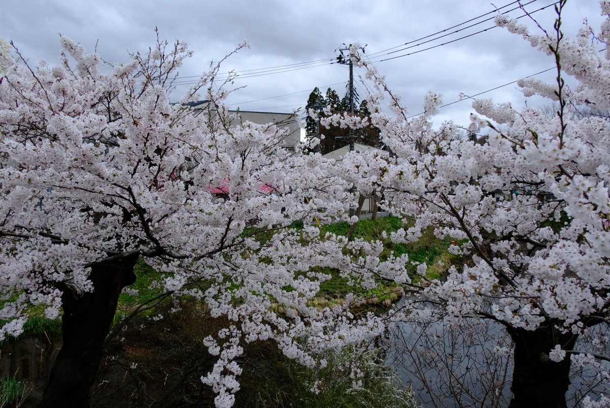 わらしちゃん tweet media