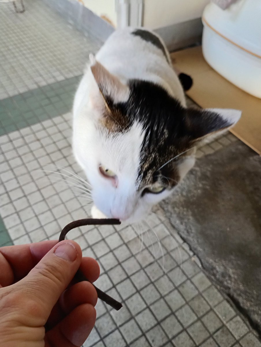 ファーさん。 tweet media