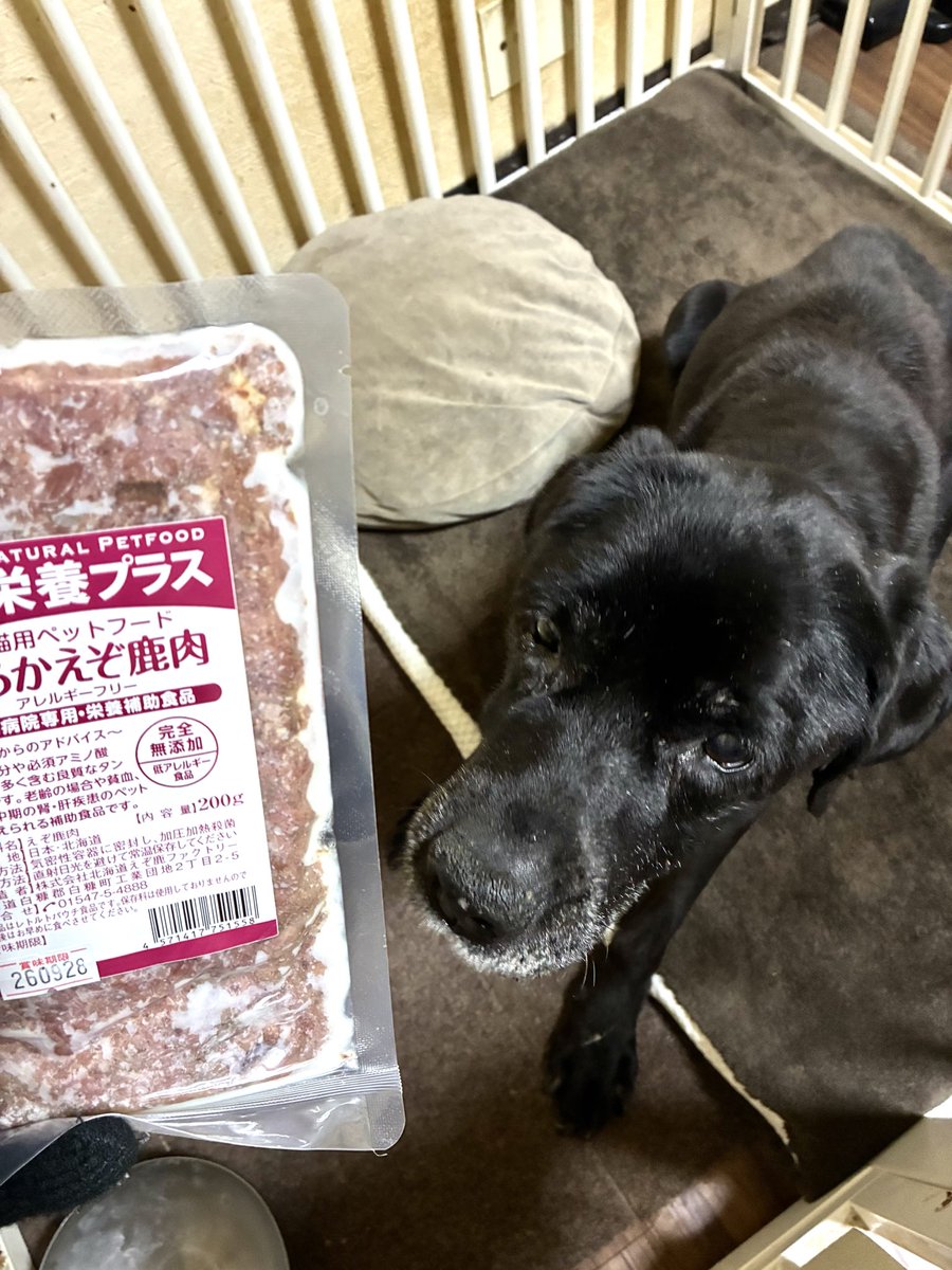 BAR_DQN's tweet photo. 17歳、ルナ子

オヤツ送って下さった方、ありがとうございます😊

ルナが大好きな、お芋だったり

体に良い物ばかりで、感動♪

#黒ラブ　#シニア犬  #17歳  #seventeen https://t.co/jfTHfPTNwA