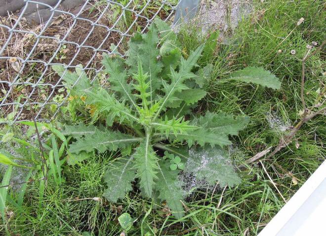 アメリカオニアザミをなくす会 tweet media