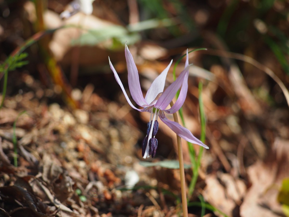 ロータスの狼2 tweet media