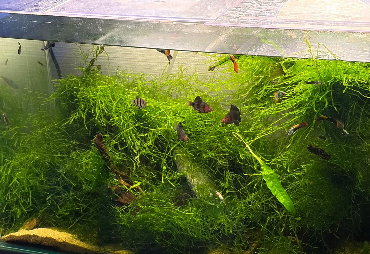 ストック水槽に入れているブラックルビーが中々の発色してる。近づくと逃げるから離れて撮影