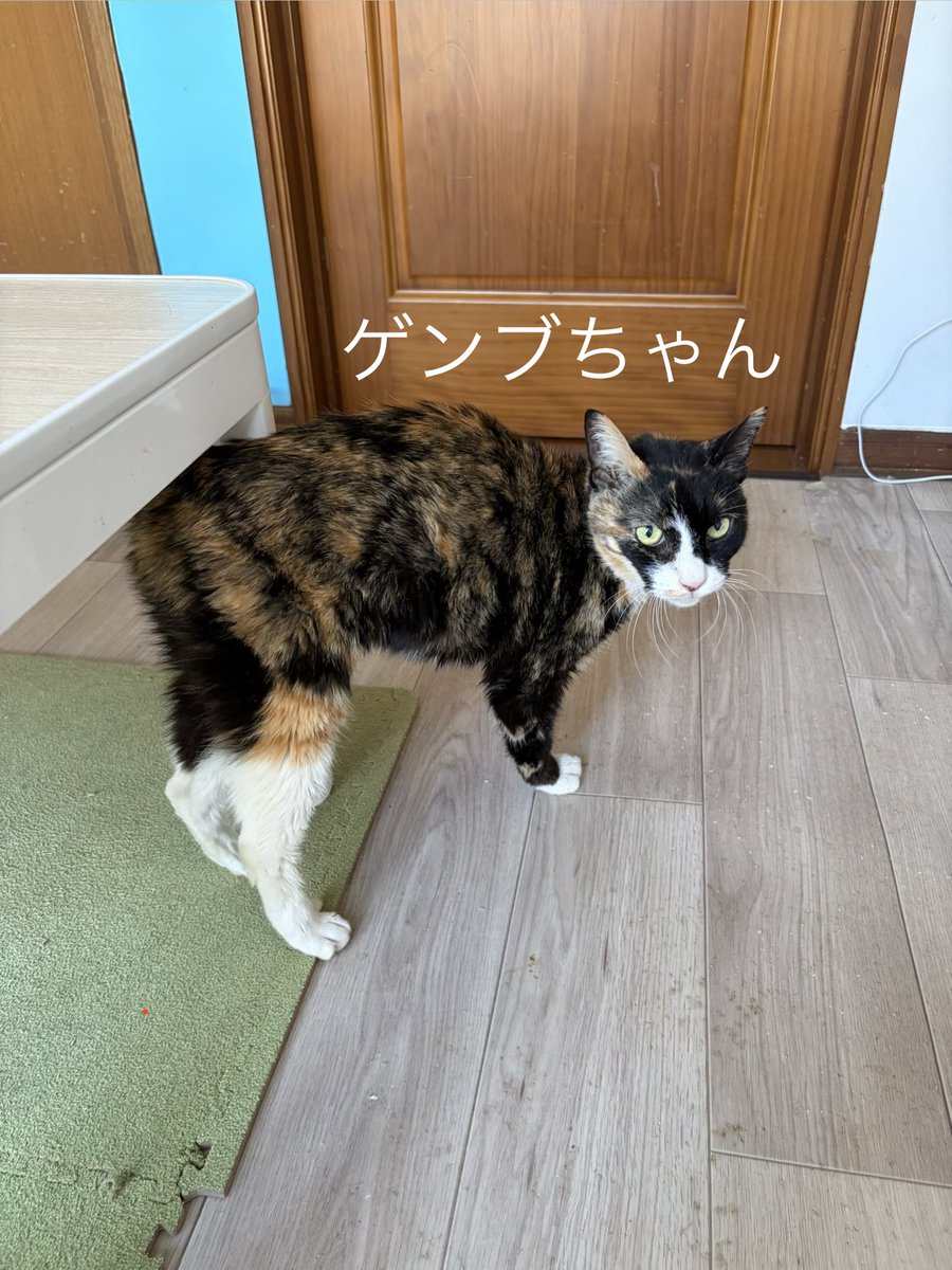 nnnfuchu's tweet photo. 2月に保護した前ちゃん、3月に保護したゲンブちゃん。癌だって。前ちゃんは吐血があり診てもらったら下腹部に大きな癌の塊が…腎臓の数値が悪いから抗がん剤は難しいとのこと。来週の土曜日に針生検。ゲンブちゃんはリンパ腫で何もしなければ2ヶ月…。ご飯を食べれる期間を長くという方針で治療します https://t.co/cvHnUESsKs