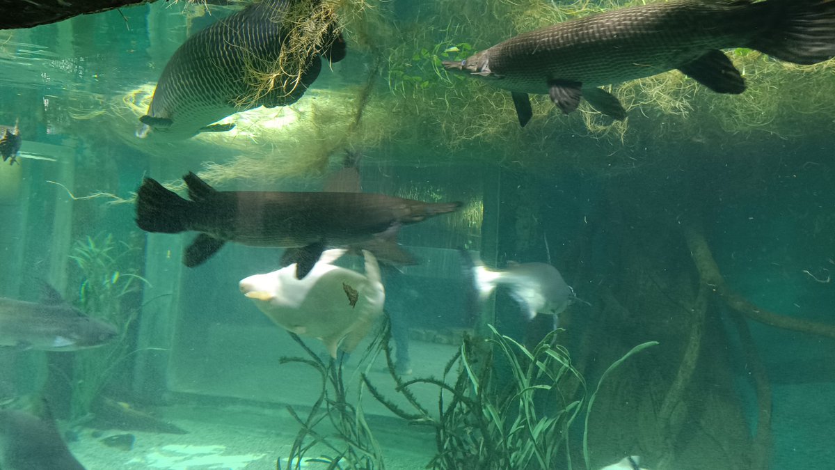 ぐらいディーー tweet media